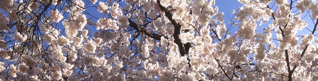 cherry blossom_slide